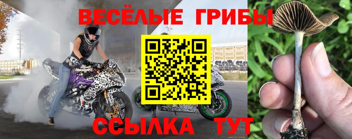 Псилоцибиновые грибы Cubensis Можга